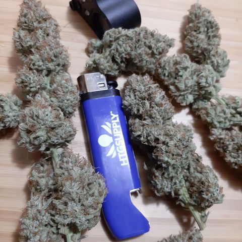 Double Burnout growlog timeline photo