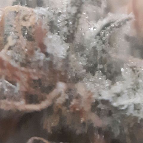 Double Burnout growlog timeline photo