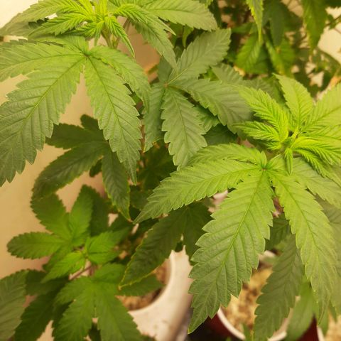 Pupil King growlog timeline photo