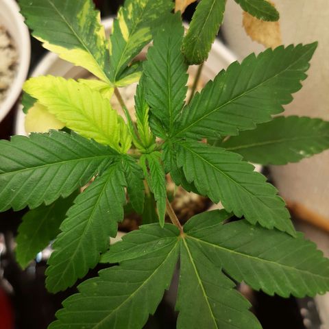 Tony Profit f3 (4) growlog timeline photo