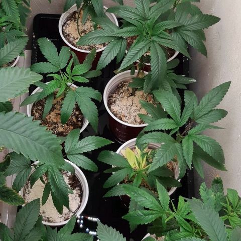 Tony Profit f3 (4) growlog timeline photo