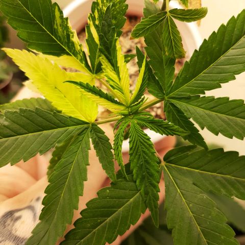 Tony Profit f3 (4) growlog timeline photo