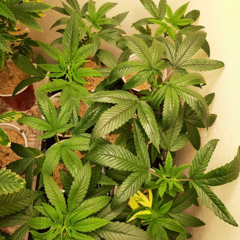 Tony Profit f3 (4) growlog timeline photo