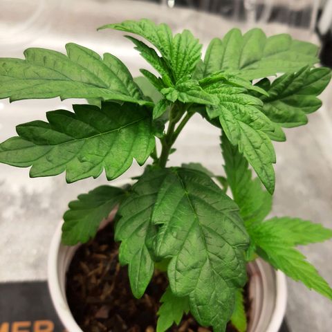 Krillans Kush  growlog timeline photo