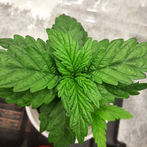 Krillans Kush  growlog timeline photo