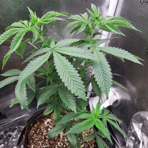 Pupil King growlog timeline photo