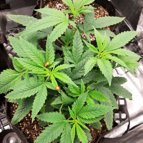 Chocolate Fire growlog timeline photo