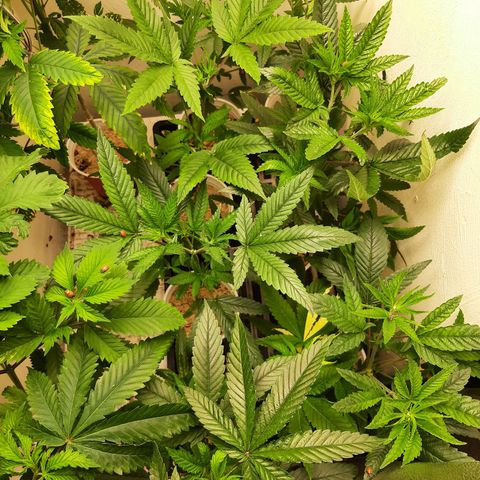 Tony Profit f3 (4) growlog timeline photo