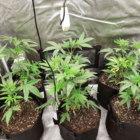 Tony Profit f3 (4) growlog timeline photo