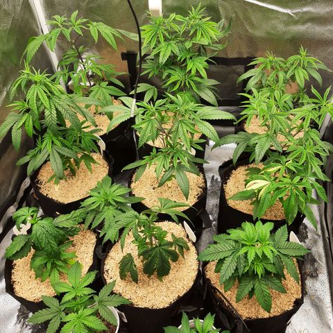Tony Profit f3 (4) growlog timeline photo