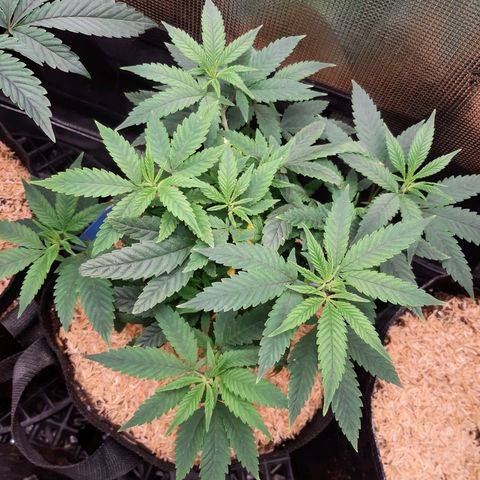 Chocolate Fire growlog timeline photo