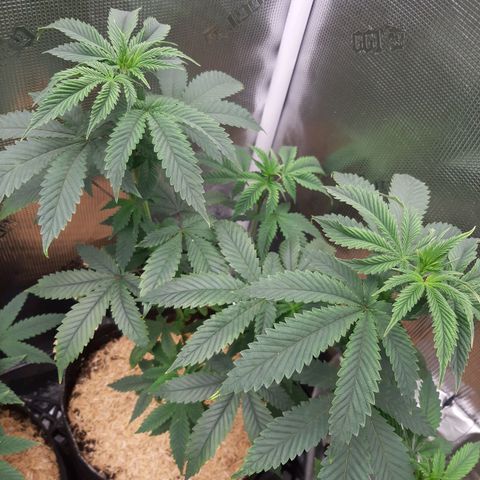 Pupil King growlog timeline photo
