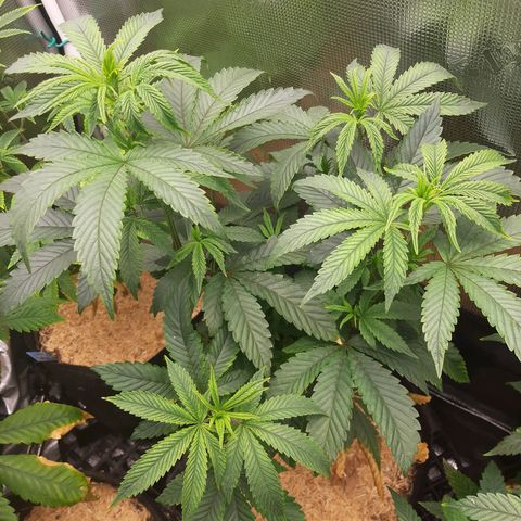 Deleted Scene growlog timeline photo