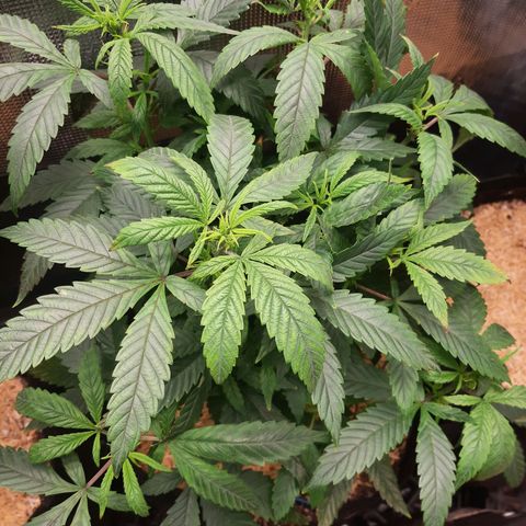 Chocolate Fire growlog timeline photo