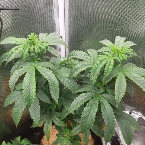 Pupil King growlog timeline photo