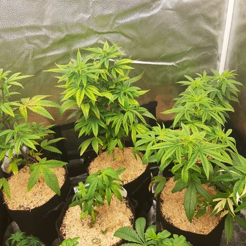 Tony Profit f3 (4) growlog timeline photo