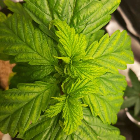 Krillans Kush  growlog timeline photo