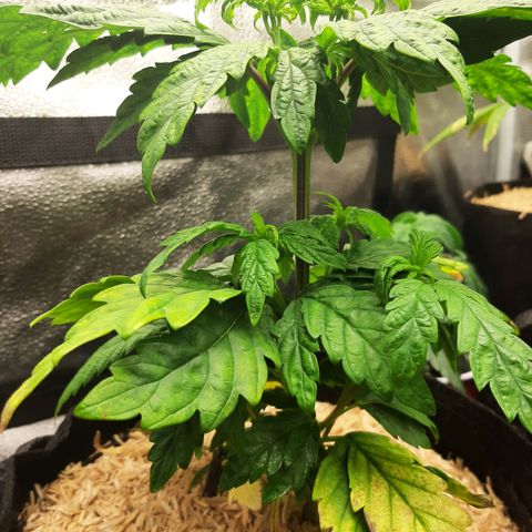 Krillans Kush  growlog timeline photo