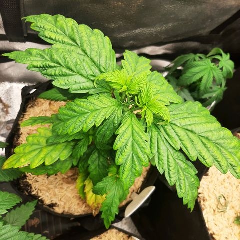 Krillans Kush  growlog timeline photo