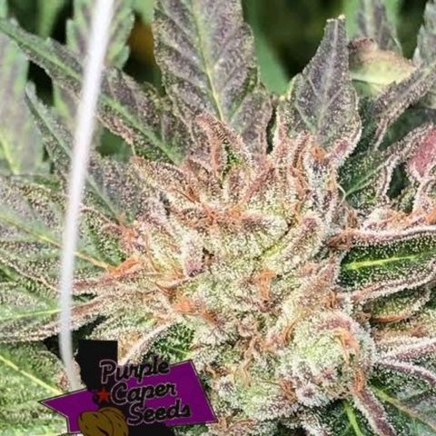 Black Queen Cookies growlog timeline photo