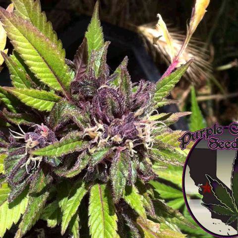 Chocolate Fire growlog timeline photo