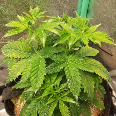Star Pupil x Vanilla Sunbreath  growlog timeline photo