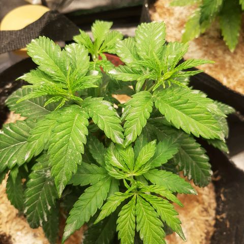 Black Queen Cookies growlog timeline photo