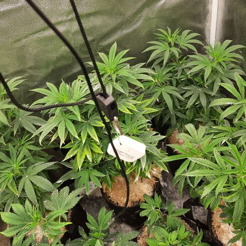 Tony Profit f3 (4) growlog timeline photo