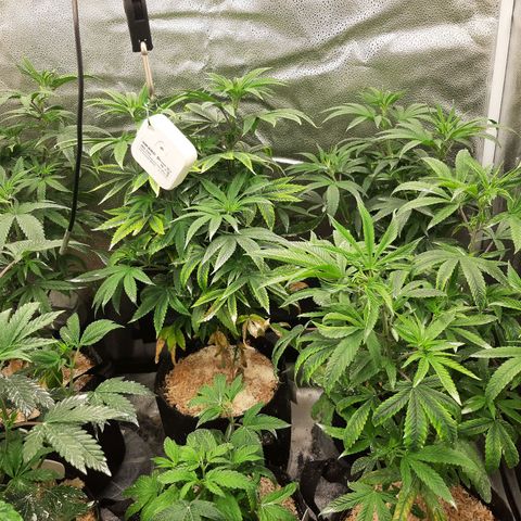Tony Profit f3 (4) growlog timeline photo