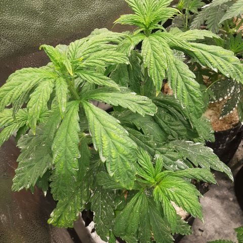 Krillans Kush  growlog timeline photo