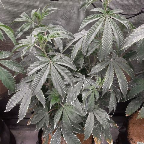 Deleted Scene growlog timeline photo