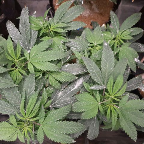 Chocolate Fire growlog timeline photo