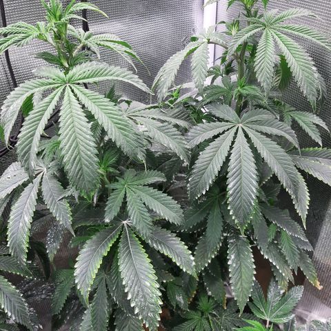 Pupil King growlog timeline photo