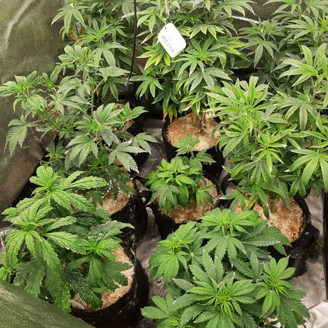 Tony Profit f3 (4) growlog timeline photo