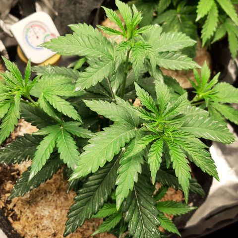 Black Queen Cookies growlog timeline photo