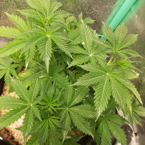 Star Pupil x Vanilla Sunbreath  growlog timeline photo
