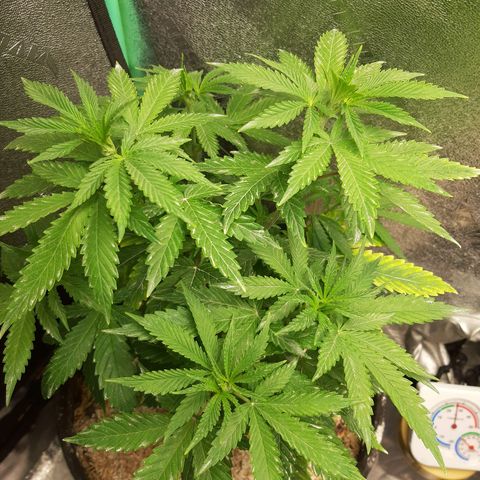 Pupil King #2 growlog timeline photo