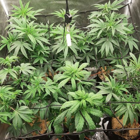 Tony Profit f3 (4) growlog timeline photo