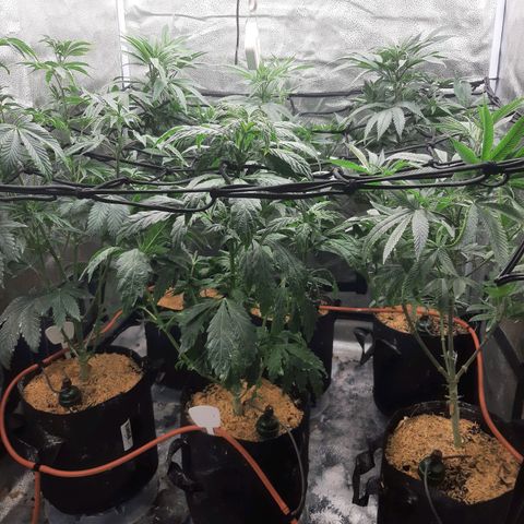 Tony Profit f3 (4) growlog timeline photo