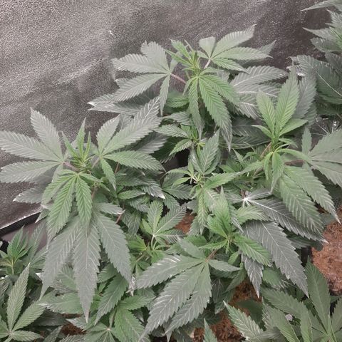 Chocolate Fire growlog timeline photo