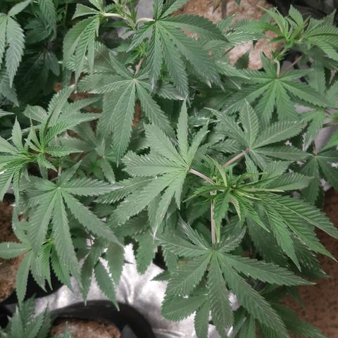 Pupil King #2 growlog timeline photo