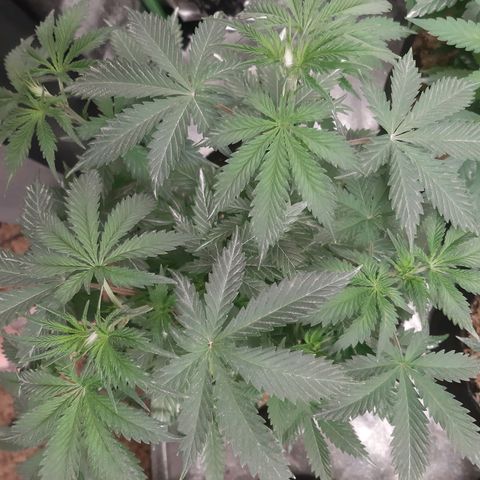 Star Pupil x Vanilla Sunbreath  growlog timeline photo