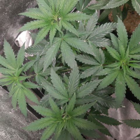 Black Queen Cookies growlog timeline photo