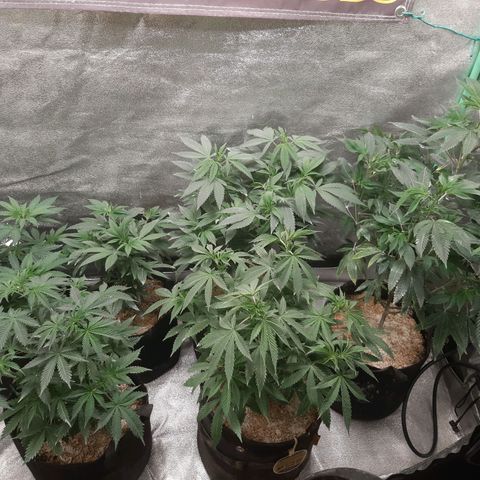 Chocolate Fire growlog photo: Veg 4x2 reset