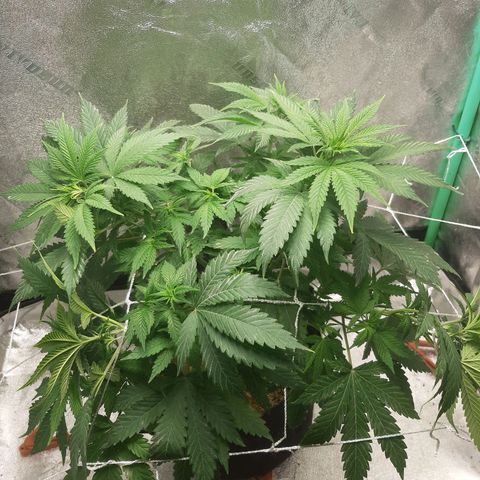 Chocolate Fire #2 growlog timeline photo