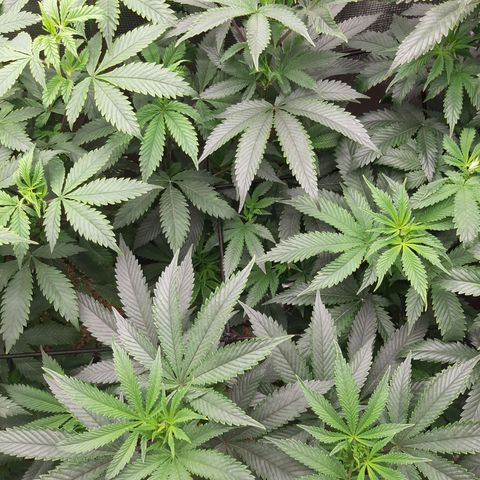 Deleted Scene growlog timeline photo