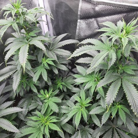 Pupil King growlog timeline photo
