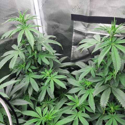 Pupil King growlog timeline photo