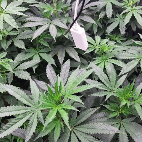 Deleted Scene growlog timeline photo