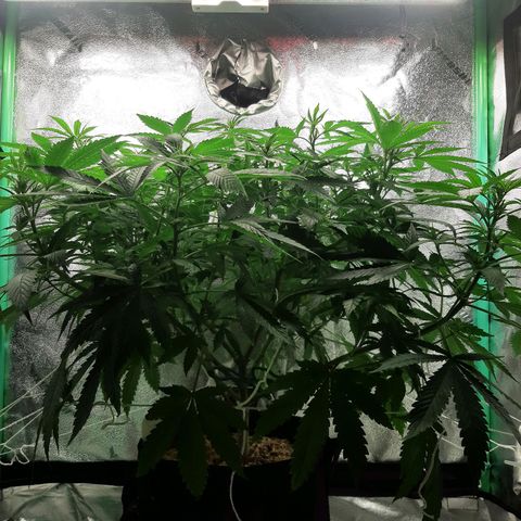 Chocolate Fire #2 growlog timeline photo